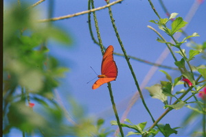 Orange Butterfly Having A Rest