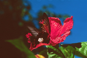 Black Butterfly Merge With The Red Flower