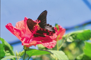 Butterflies Are Free 