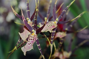 Striped Orchids