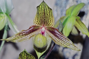 Green Striped Orchid