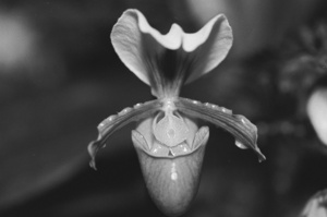 Black and White Orchid Series 2