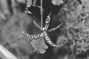 Black and White Orchid Series 1