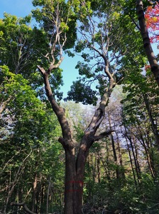 Forest Through The Trees