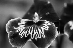 Black and White Orchid Series 21