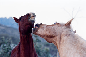 Horse Sparring 2