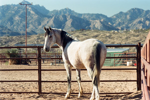 Horse and Mountains