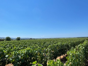 Tuscany Vineyards Cabernet Franc