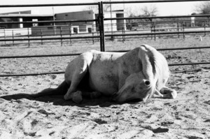 Magnificent Horse Pose 2