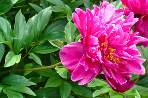 PInk Peony