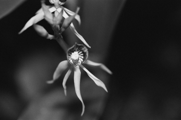 Black  White Floral Series 11 Print