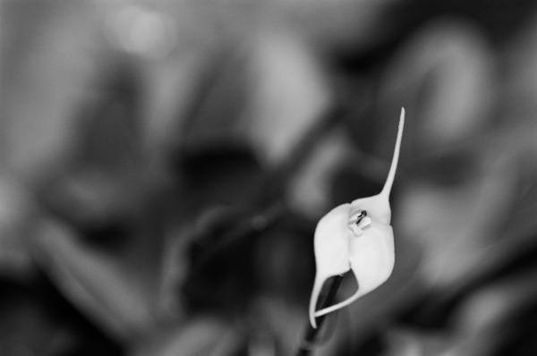 Black  White Floral Series 13 Print