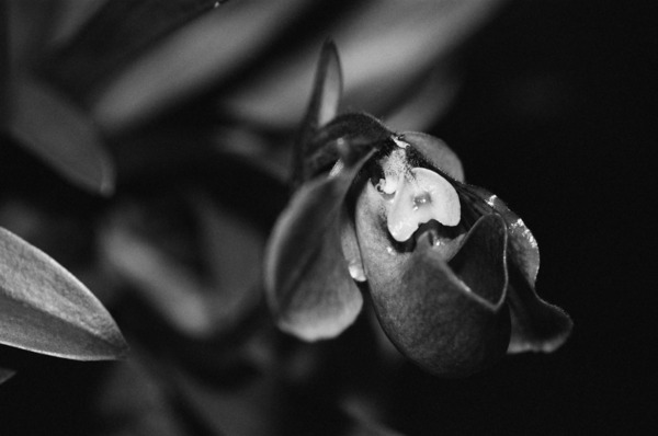 Black  White Floral Series 6 Print