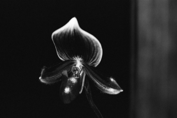 Black  White Floral Series 9 Print