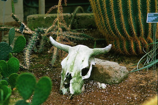 If Skeltons Could Talk Print