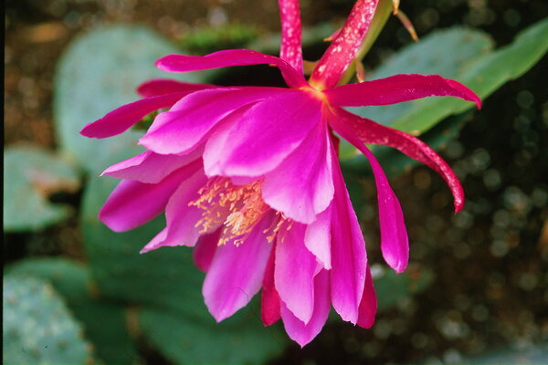 Fuschia Peony Side View Print
