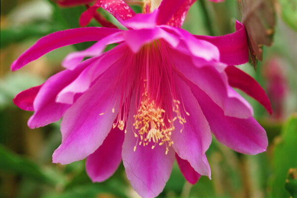 Fuschia Peony Flowering Print