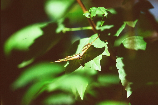 Butterfly With A Captured Beetle Print