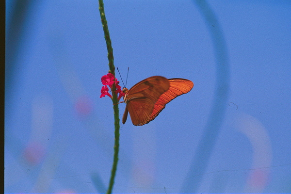 Butterfly and flower love Print