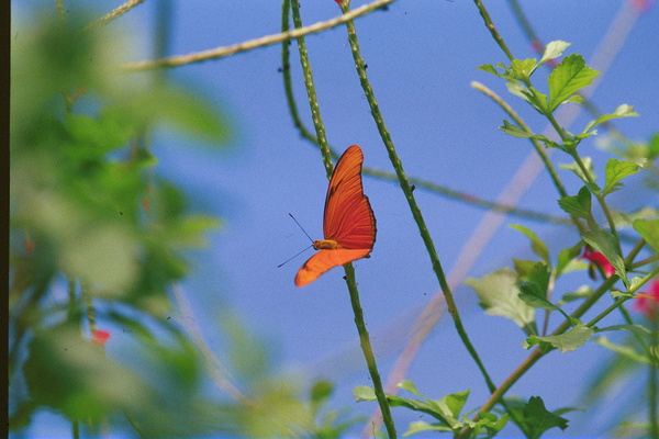 Orange Butterfly Having A Rest Print