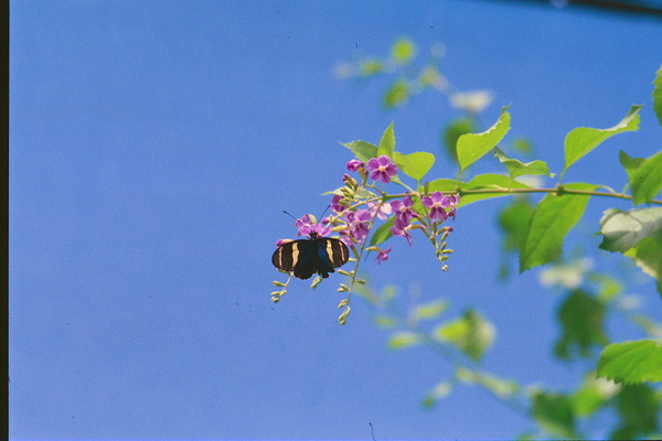 Black butterfly flower love Print