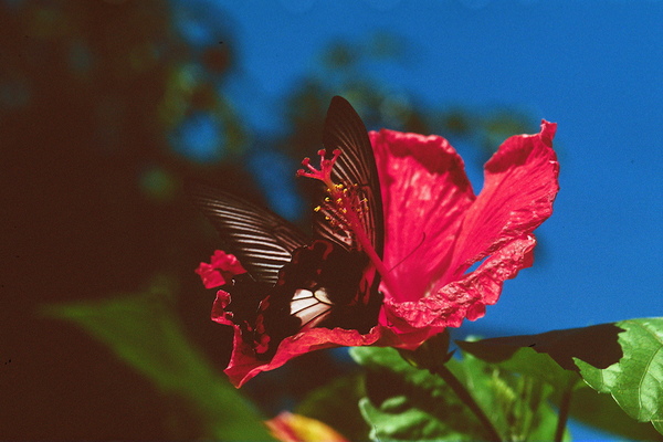 Black Butterfly Merge With The Red Flower Print