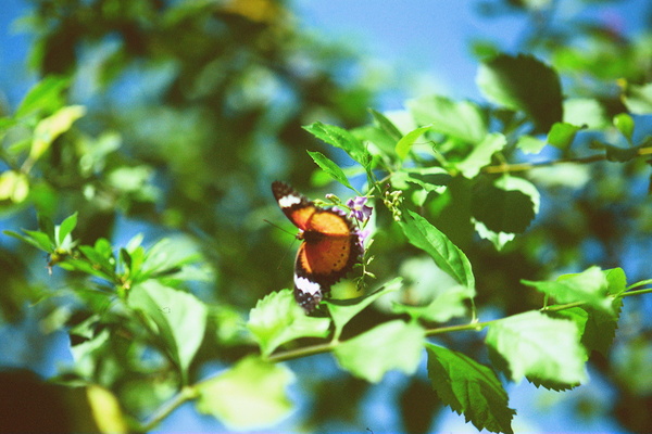 Monarch butterfly Print