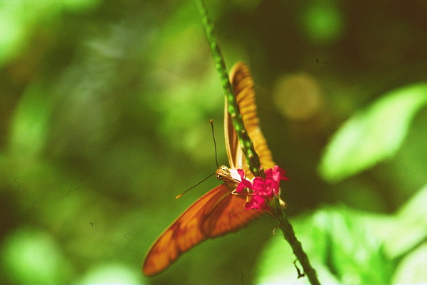 Orange butterfly having a drink Print