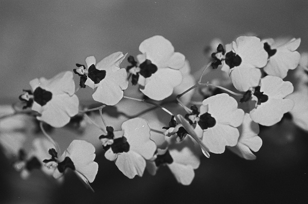 Black and White Floral Series 2 Print