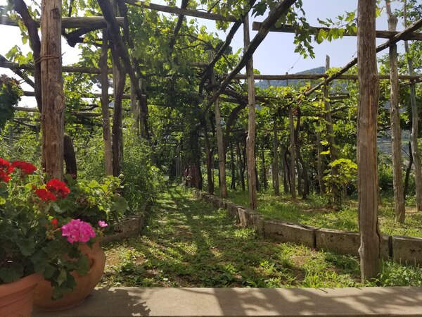 Amalfi vineyards Print