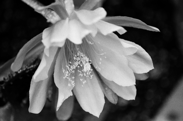 Black and White Peony Burst Print