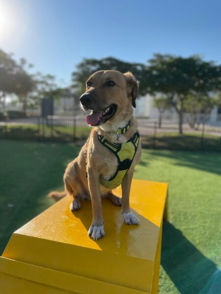 Rufus The Happy Dog Print