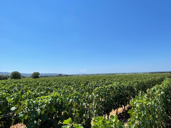 Tuscany Vineyards Cabernet Franc Print