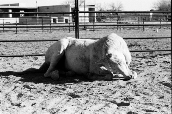 Magnificent Horse Pose 3 Print