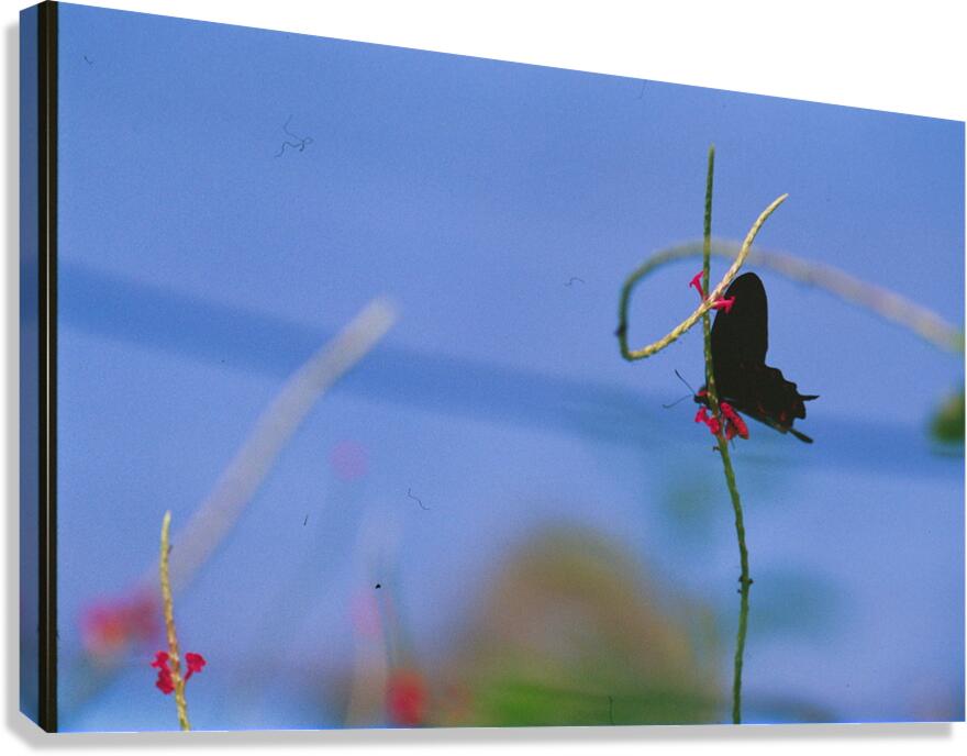Black butterfly flower love Canvas Print