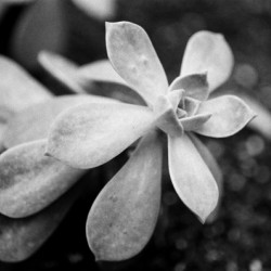 Black  White Floral Series1