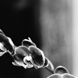 Black  White Floral Series 12