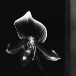 Black  White Floral Series 9