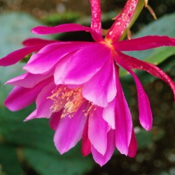 Fuschia Peony Side View
