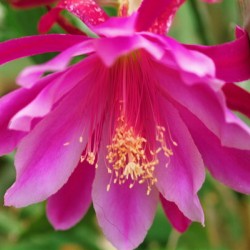 Fuschia Peony Flowering