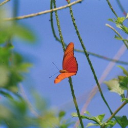 Orange Butterfly Having A Rest