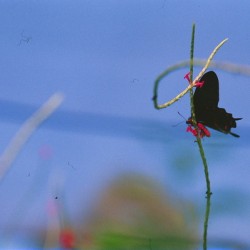Black butterfly flower love