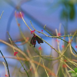 Butterfly Hanging Out