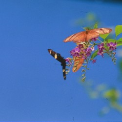Butterflies at play