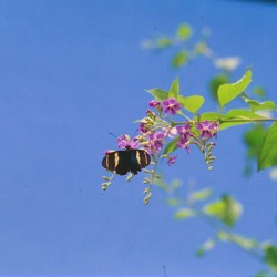 Black butterfly flower love