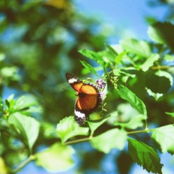 Monarch butterfly