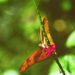 Orange butterfly having a drink
