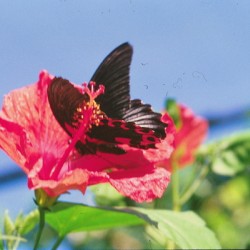 Butterflies Are Free 