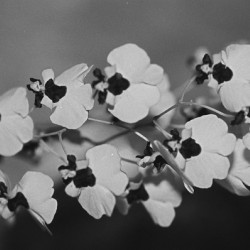 Black and White Floral Series 2