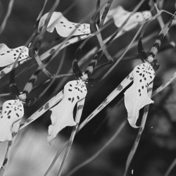 Black and White Floral Series 3